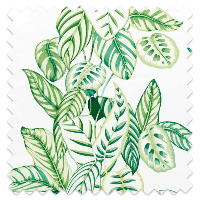 Swatch of Calathea Botanical Green